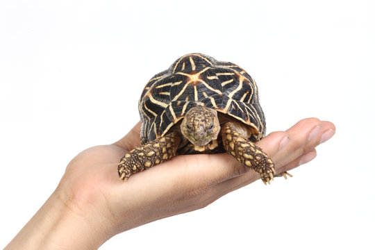 Geometric tortoise