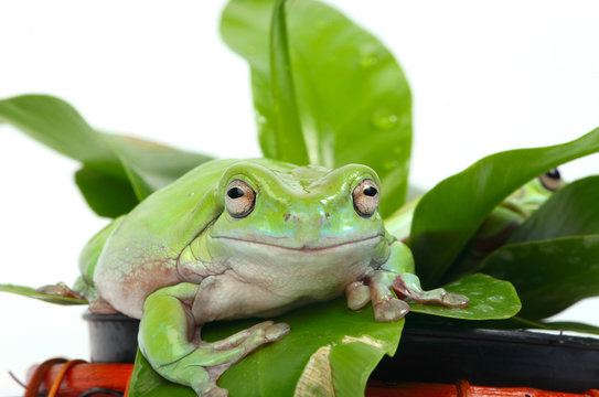 frogs in a plant