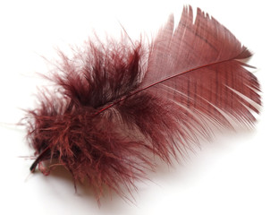 plume de couleur chocolat