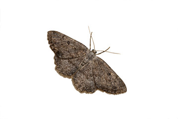 geometrid moth on a white background