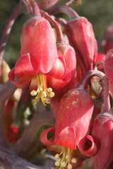Gasteria pillansii