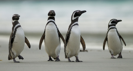 Four Magellanic Penguins