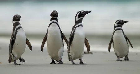 Tragetasche Vier Magellan-Pinguine © Rich Lindie