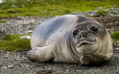 Female Southern Elephant Seal