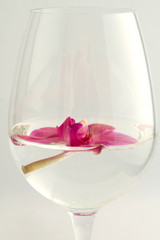 Orchid in glass