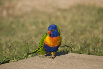 Rainbow Lorikeet
