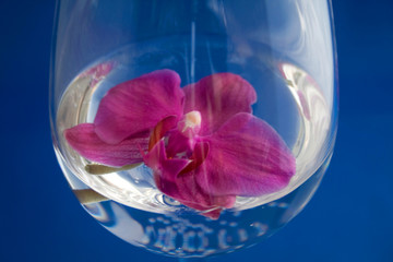 Orchid in glass