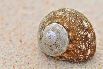 Poster Snail shell on the Beach © VitalyTitov