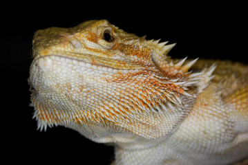 pogona vitticeps