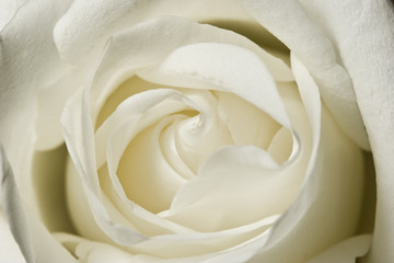White Rose Macro Detail