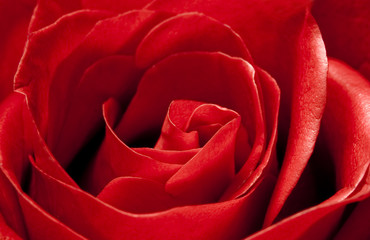 Red Rose Macro Detail