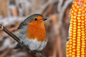 European robin redbreast