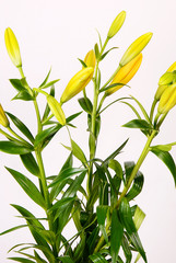 Yellow lily buds