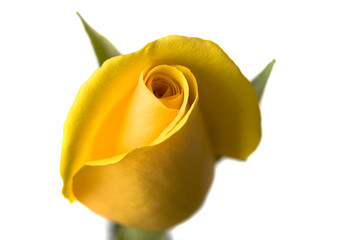 Yellow Rose on White