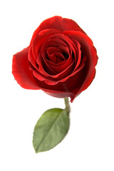 Fototapeta premium Red Rose on White