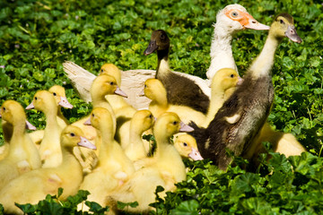 Warzenente mit Küken, muscovy duck with ducklings