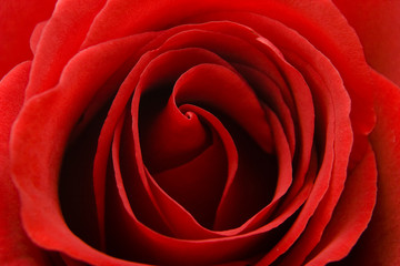 Red Rose Macro Detail