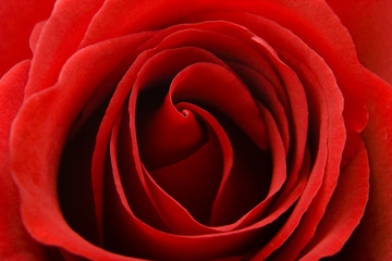 Naklejka premium Red Rose Macro Detail
