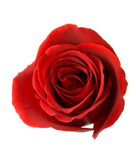Red Rose Isolated on White