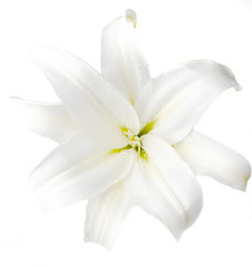 Obraz na płótnie Canvas White Lilly on White