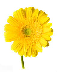 Yellow Gerber on White