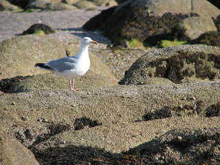 mouette à Tatihou