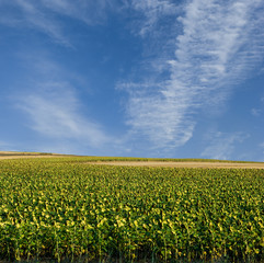 Sunflower Field and The Sky