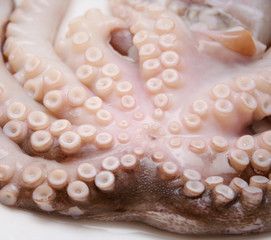 octopus
