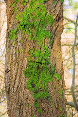 Obraz premium Tree bark with moss