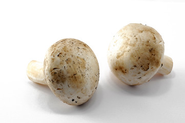 champignon