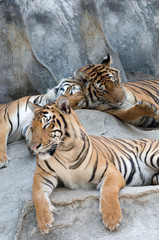Tigers at Sri Racha 19