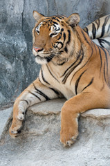 Tigers at Sri Racha 18