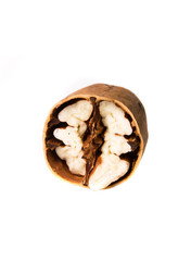 Walnut Section on White