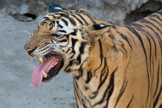 Tigers at Sri Racha 6
