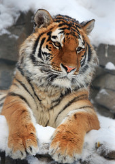 Fototapeta na wymiar Portret Tiger