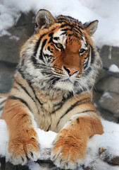 Naklejka premium Tiger portrait