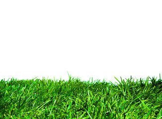 Fototapeta na wymiar Green Grass Section on White