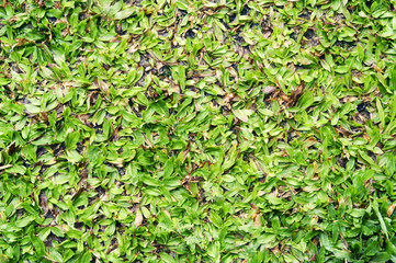 Grass Background
