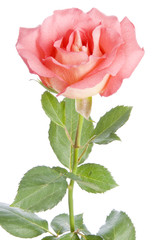 Pink Rose Isolated on White