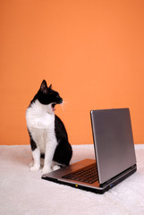Cat yawning about the laptop