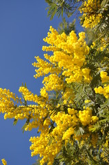 branche de mimosa