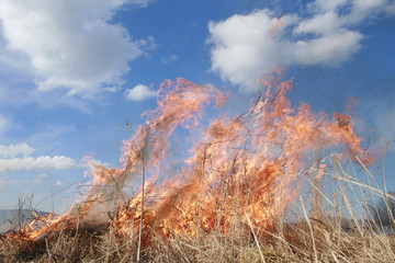 meadow fire