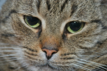 Katze