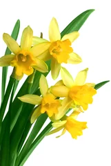 Papier peint photo autocollant rond Narcisse Yellow spring narcissus