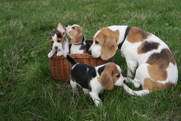 Beagle