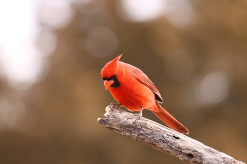 Male Cardinal