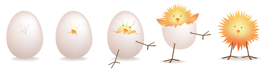 5 stage illustration of chick, baby bird  hatching from egg