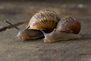 Snails in The Garden