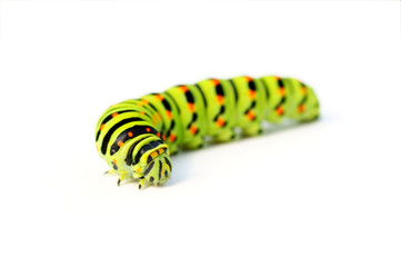 Green caterpillar