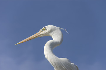 White egret perched atop a tiki hut roof
